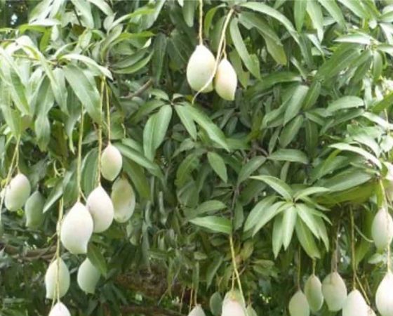 Under the Mangotree