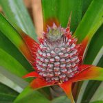 Pineapple growing in our garden on madagascar