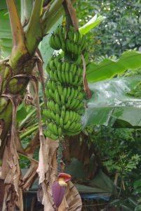 Huge banana trees in our graden on madagascar