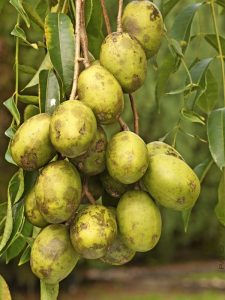 June plum or amarella fruit Madagascar