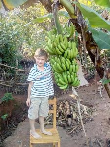 Huge banana bunch on Madagascar