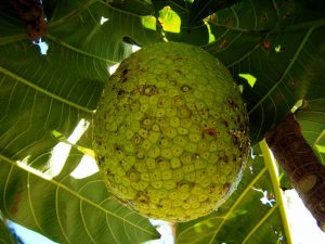 Breadfruit Madagascar