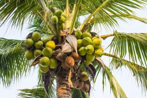 coconut tree Madagascar