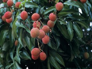 Lychees of Madagascar