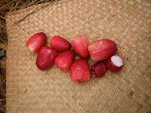 Makoba, mountain apples of Madagascar