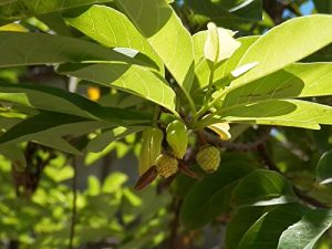 Sweet custart apple, sugar-apple or sweetsop on Madagascar