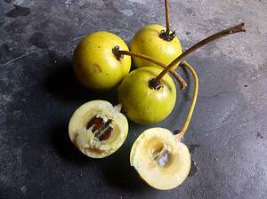 monkey's apple, Mimusops coriacea