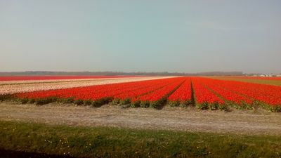 Beautiful fields with tulips around Julianadorp aan zee, the Netherlands