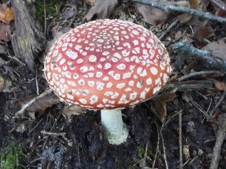 Mooie paddenstoelen