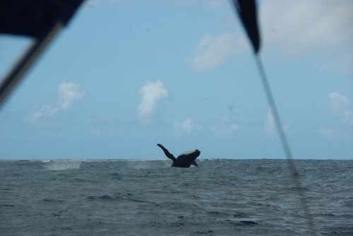 A jumping humpback